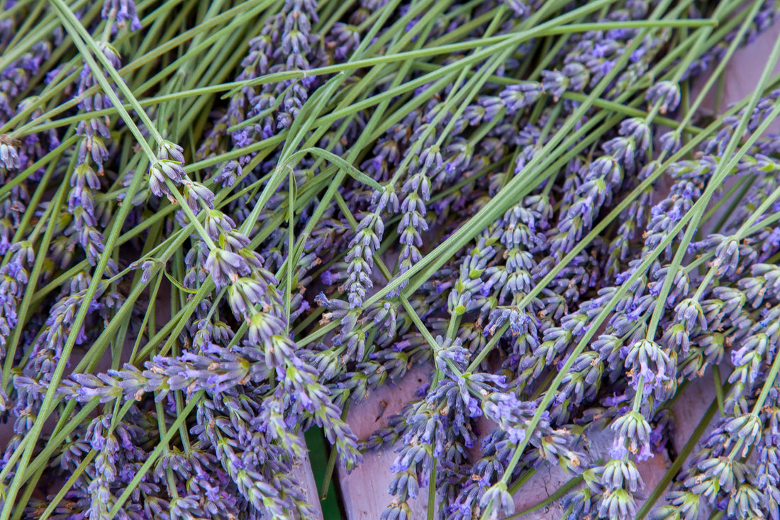 💜🌿 How to Use Lavender Essential Oil for Everyday Wellness