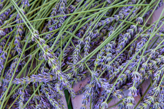💜🌿 How to Use Lavender Essential Oil for Everyday Wellness