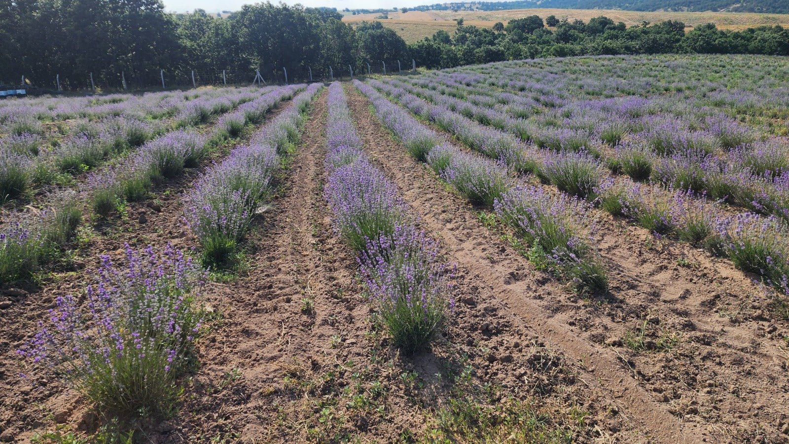 Load video: Freshly harvested Lavandula Angustifolia (True Lavender) flowers being carefully loaded into the distillation unit at the start of the essential oil extraction process — the first step in creating pure, natural lavender essential oil from farm to bottle.